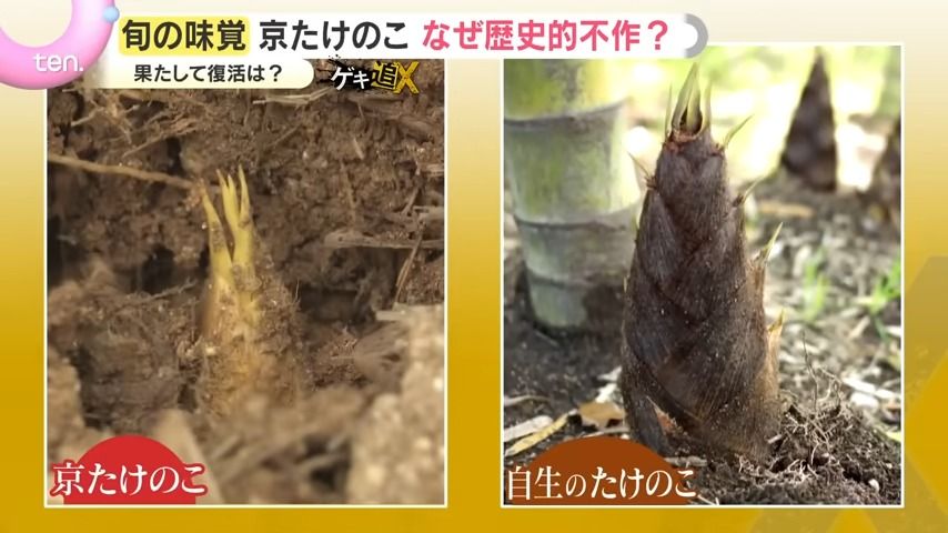 危機】「仕事にならない」外来種の蛾による食害で京たけのこに異変