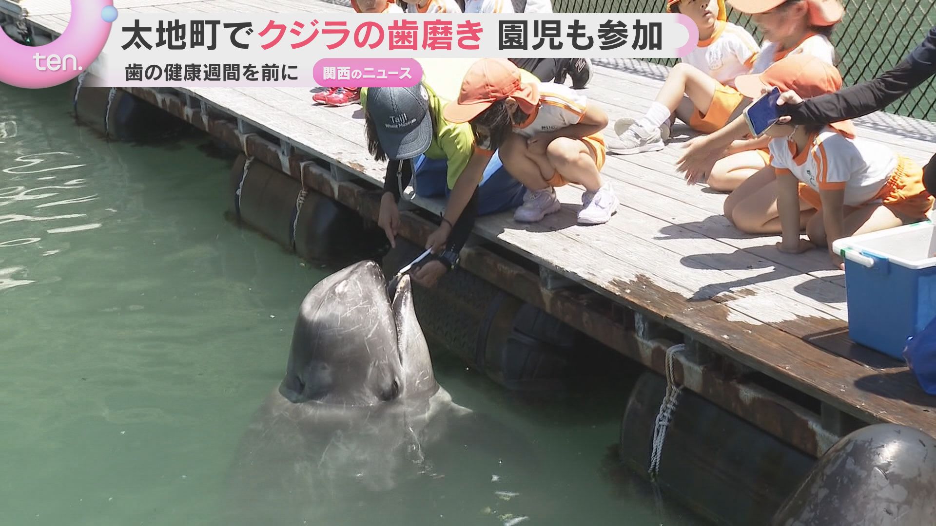 くじらの歯　クジラ　鯨 歯は小さかったけど磨くのが楽しかった」地元園児がクジラの歯磨き