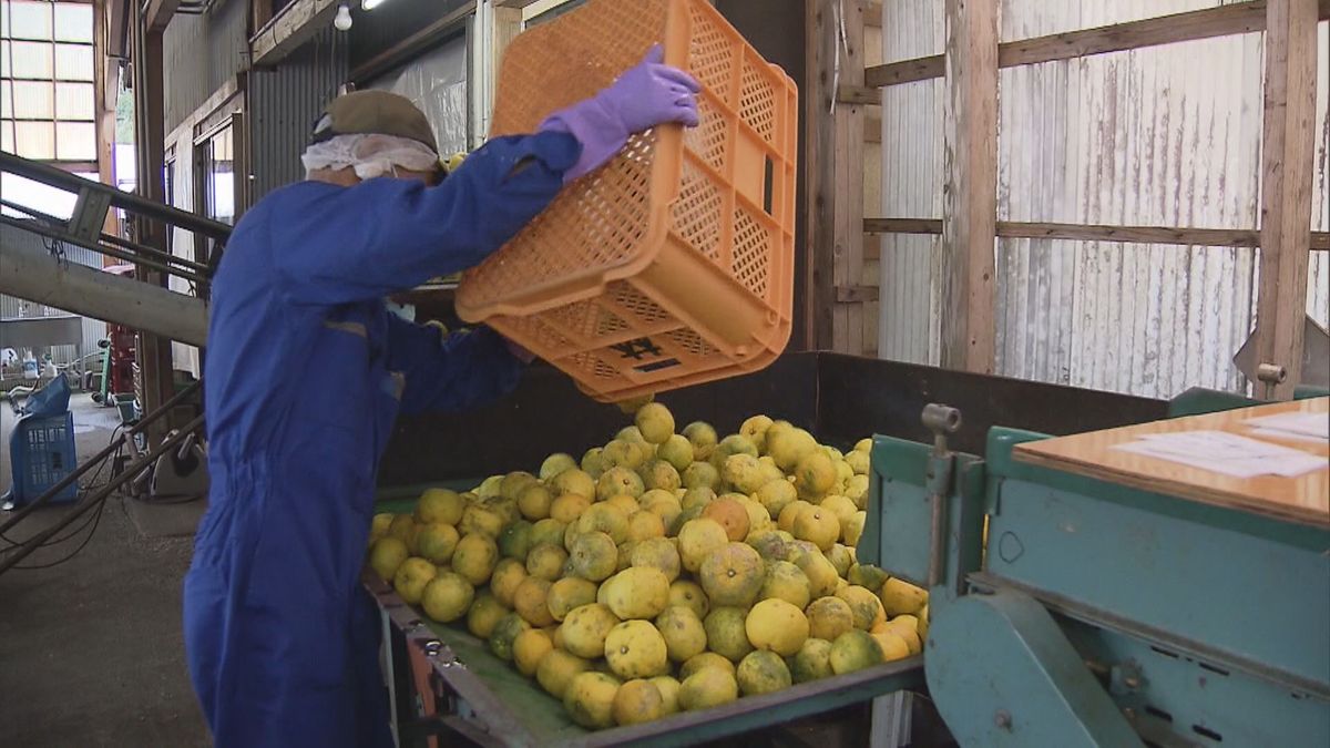 柚子果汁搾り作業始まる　ジャムやジュース、ポン酢の加工用の原料として全国に出荷　和歌山・古座川町