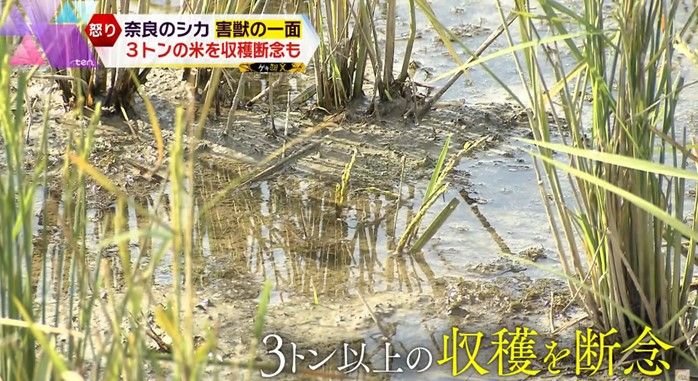 コメ農家にも被害が