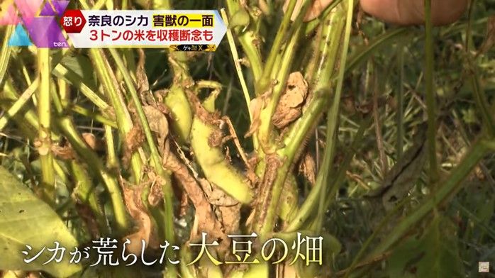 シカによって荒らされた大豆の畑