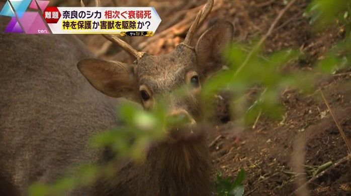 このシカは―“神の使い”か、“害獣”か。