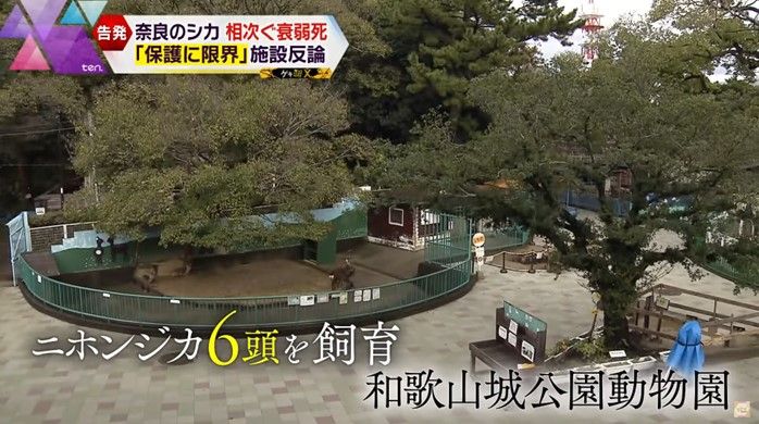 ニホンジカ6頭飼育する「和歌山城公園動物園」