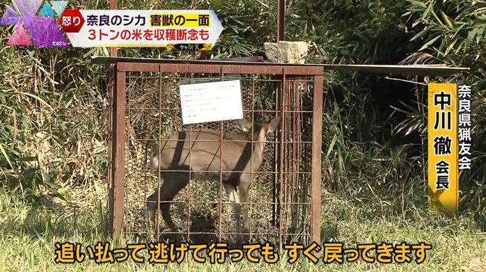 捕獲されたシカ