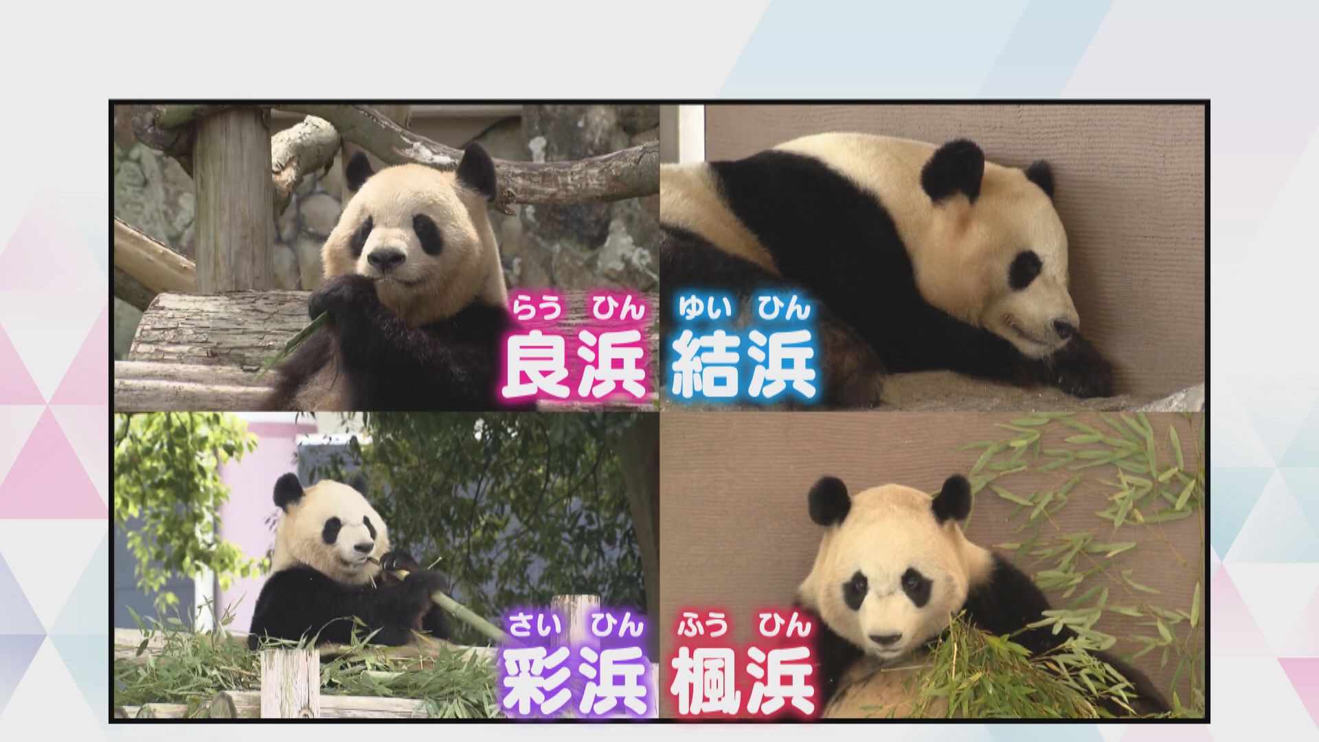 会議中のパンダ DSXZQO6601134028062025000000-1