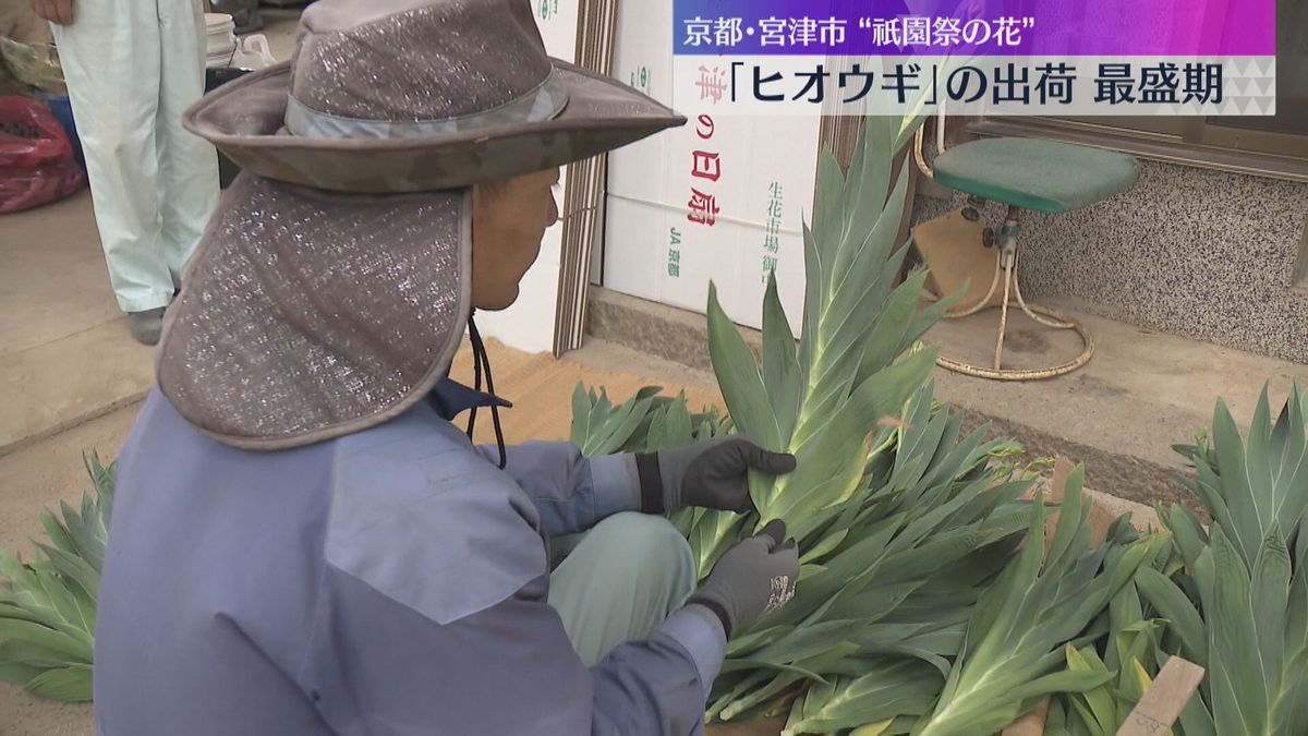 ヒオウギの出荷最盛期 祇園祭の時期に”魔除け”として飾る 宮中で使われた木製の扇のような形（2025年7月14日掲載）｜YTV NEWS NNN