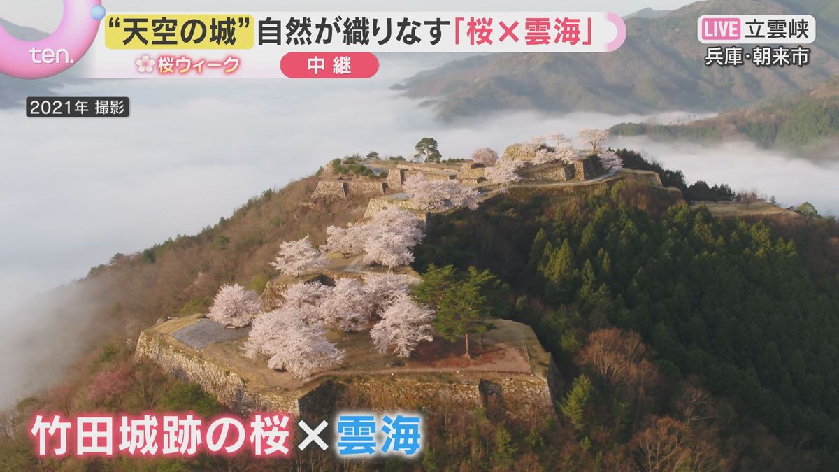 幻想的な雲海と桜の共演！立雲峡で春を楽しもう