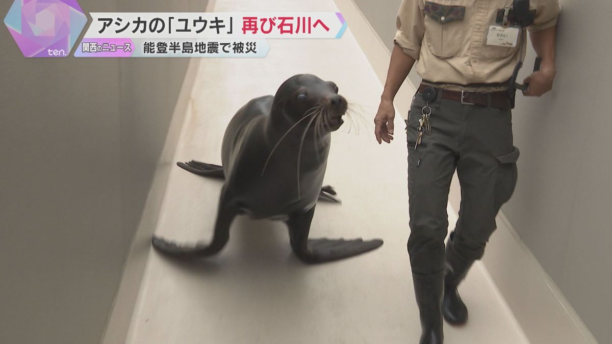 能登半島地震で避難のアシカ「ユウキくん」　天王寺動物園から、石川県内の“別の”動物園にお引越し