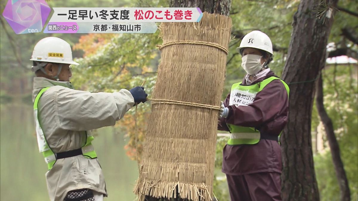 一足早い冬支度「松のこも巻き」害虫をこもと一緒に焼く、昔ながらの松枯れ防止対策　京都・福知山市