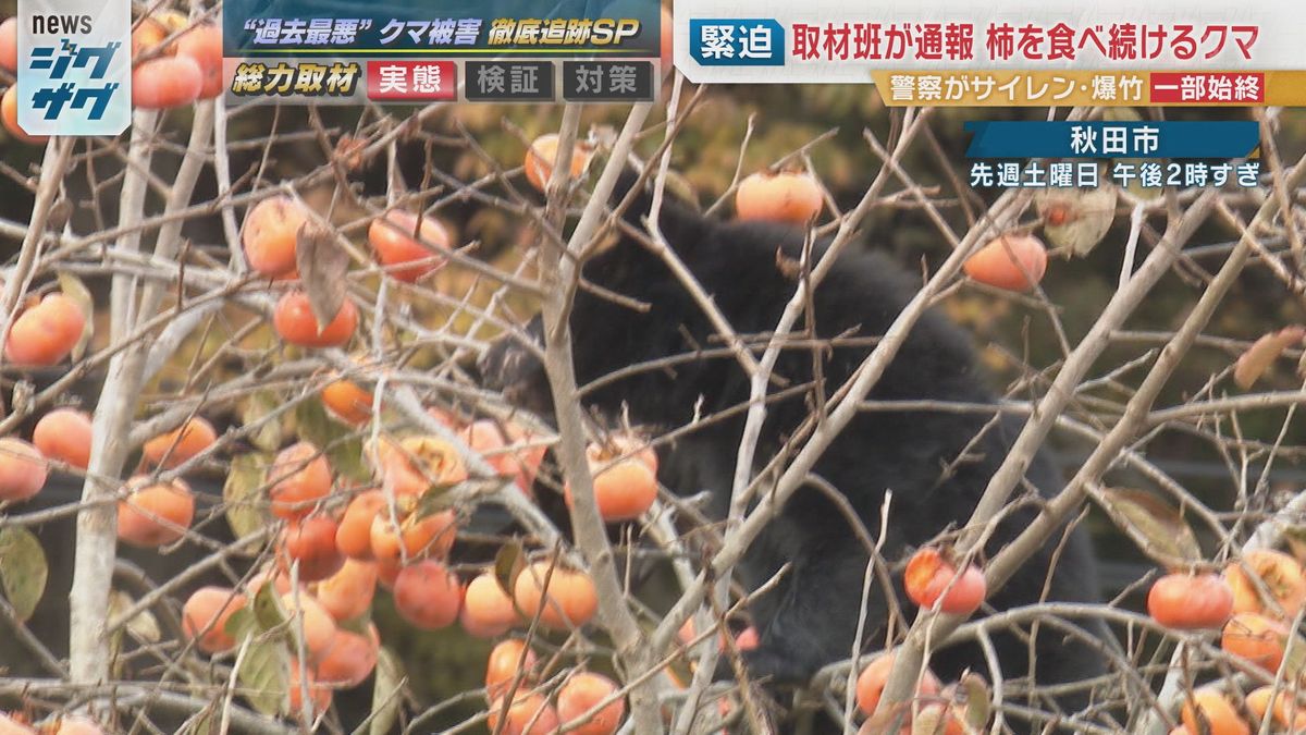 取材班がクマに遭遇…緊迫の1時間「窓を閉めて」人を恐れず柿を食べ 
