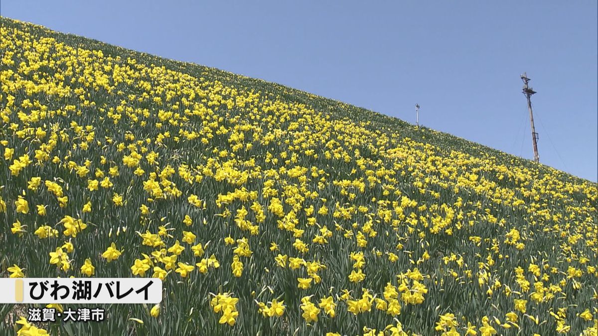 「真っ黄色でじゅうたんみたい」30万株のスイセン畑　ガーデンジャイアントなど3種類が見ごろ　滋賀