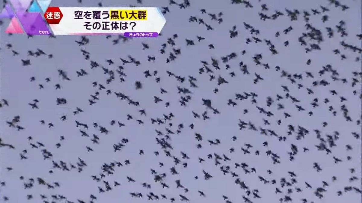 【特集】取材陣にも被害が!日本各地の空を覆いつくす「ムクドリ」の大群　けたたましい鳴き声・大量のフン…周辺住民からは悲鳴