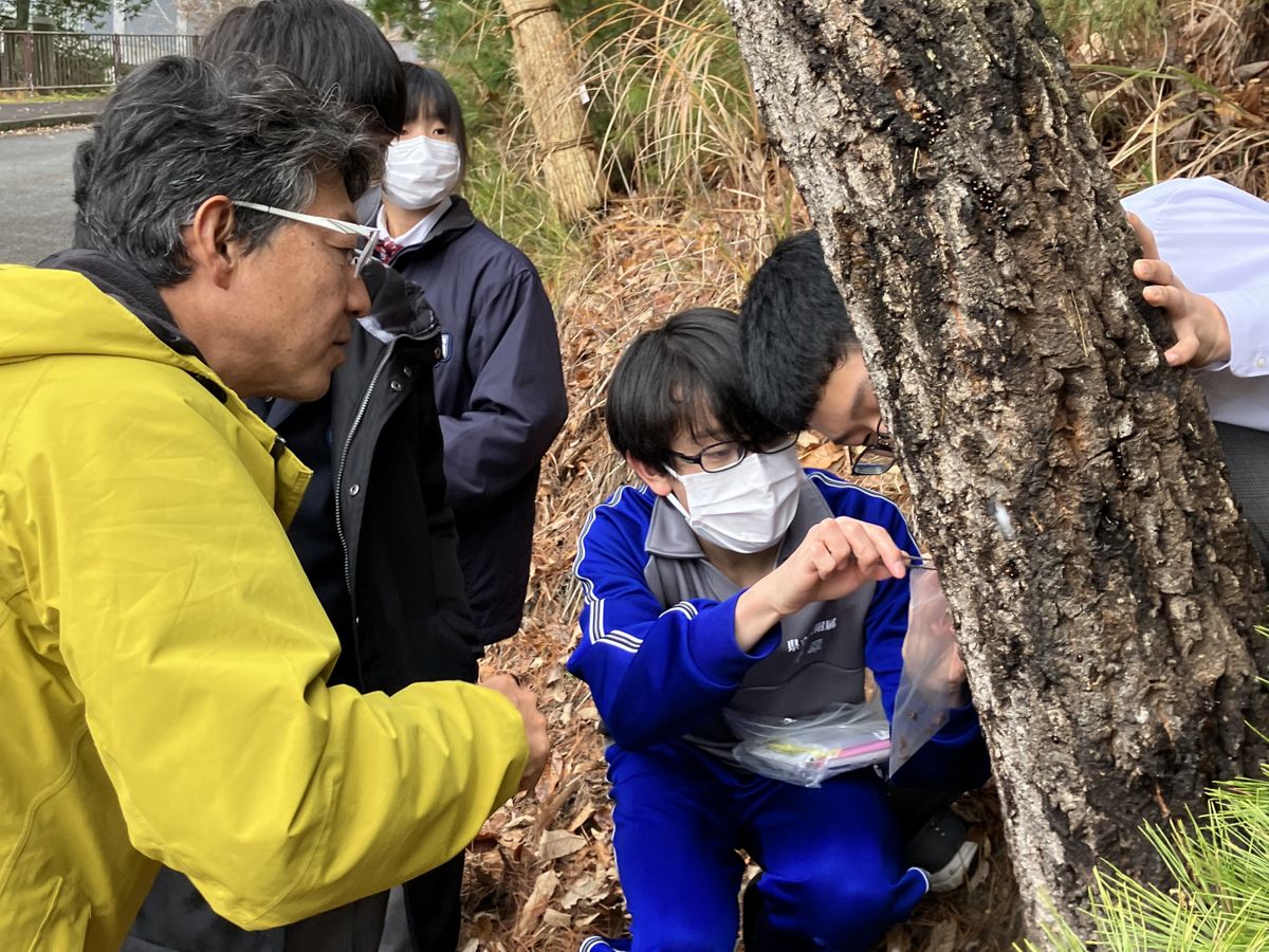 カメムシを捕獲する生徒（提供：アース製薬）