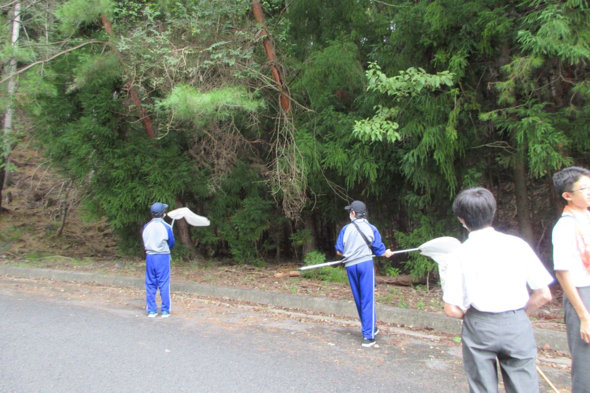 カメムシの生態の調査（去年9月・アース製薬提供）