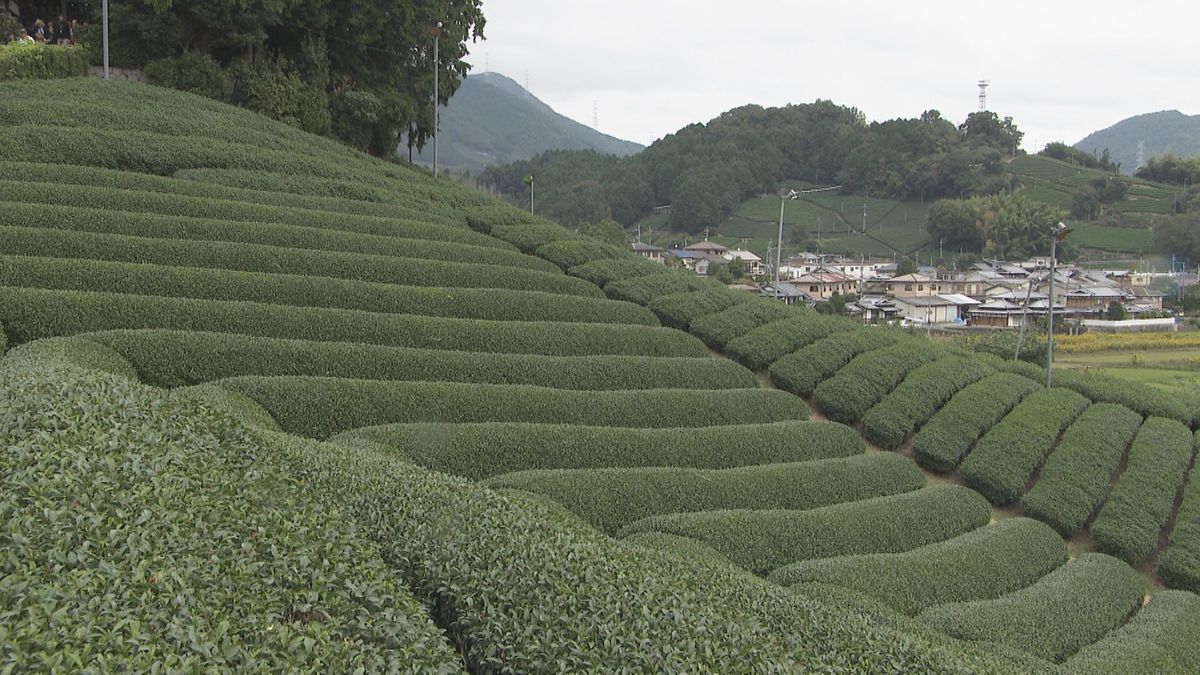 茶畑（京都・和束町）