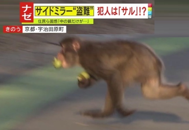 猿！ 2C1AD105-CBBD-4EAA-959B-