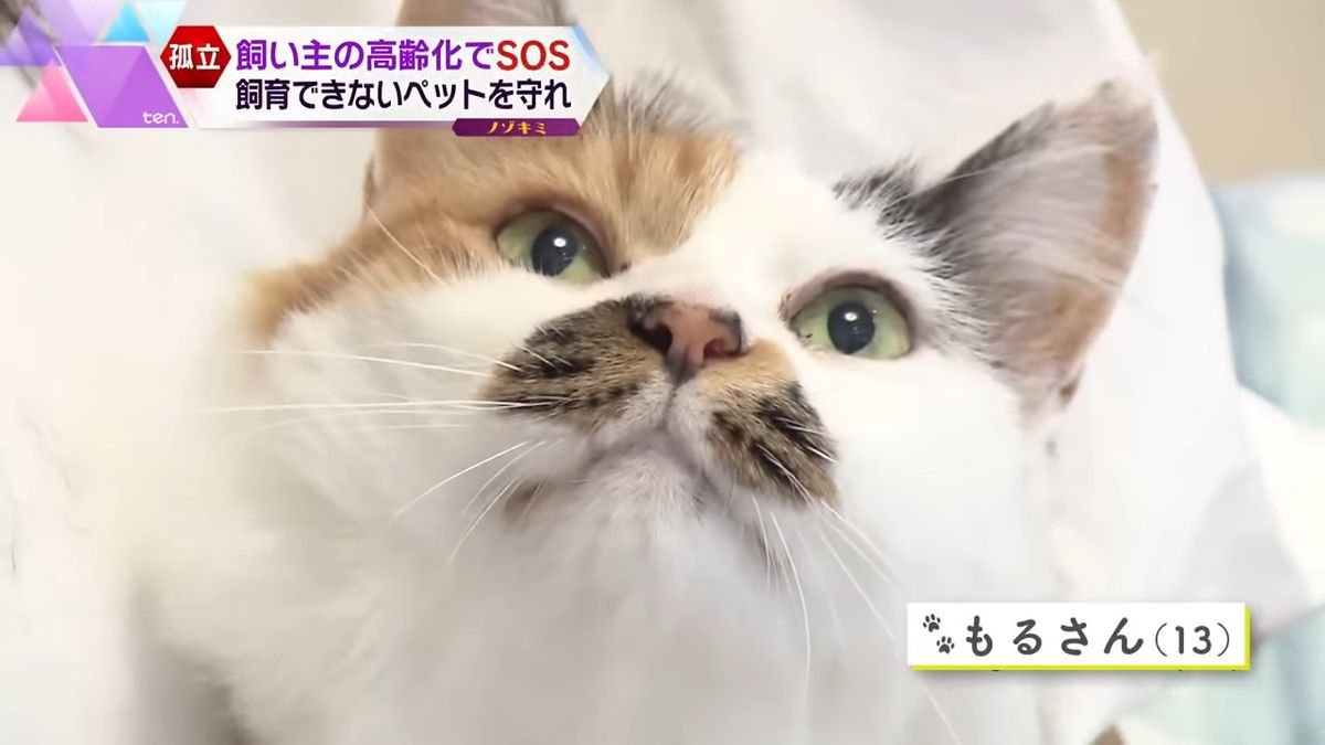 藤村さん家で暮らす保護猫・もるさんちゃん(13)