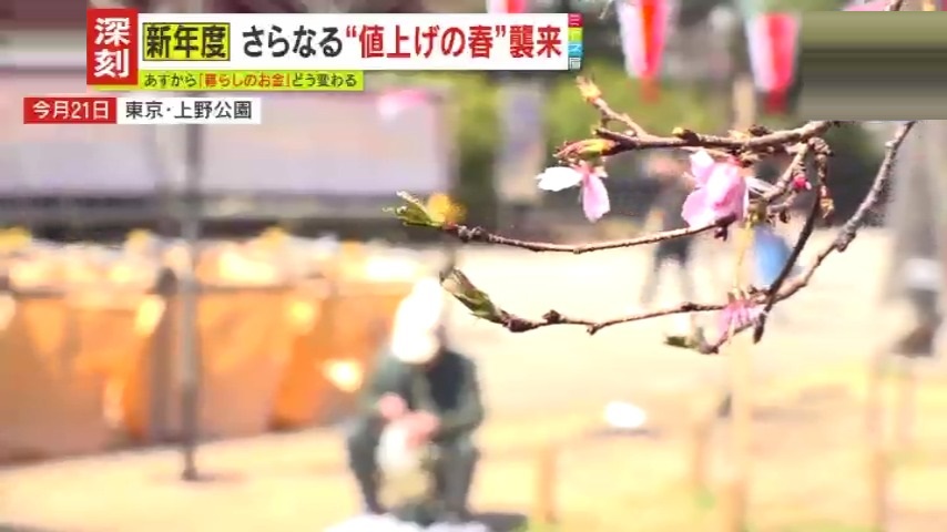 深刻】“値上げの春”襲来…お金をかけずに楽しめる『ひとり花見』が急増