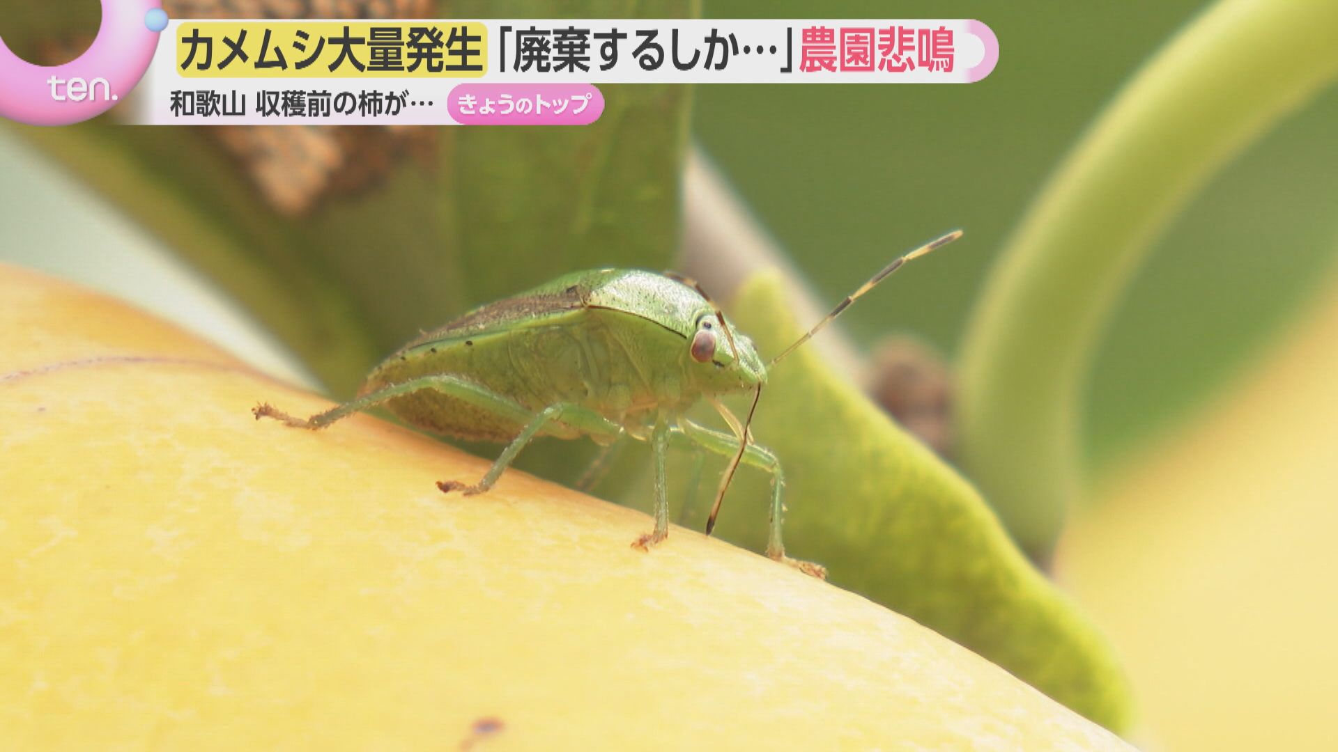 カメムシ大量発生 9月と10月の最高気温が高かった影響で活動長期化
