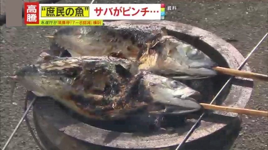 【ピンチ】「夫のためには買わないかも」サバが一匹1000円に⁉庶民の魚から高嶺の花に…消費者からは悲鳴「みんな買えない、高級魚ですね」鮮魚店の店長に聞いた調理別『今オススメの魚3選』を紹介