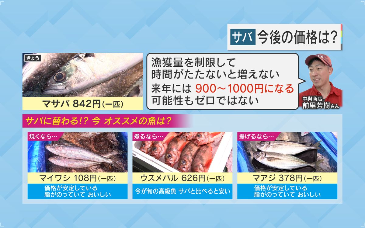 サバに替わる⁉今オススメの魚は？